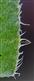  Leaf margin